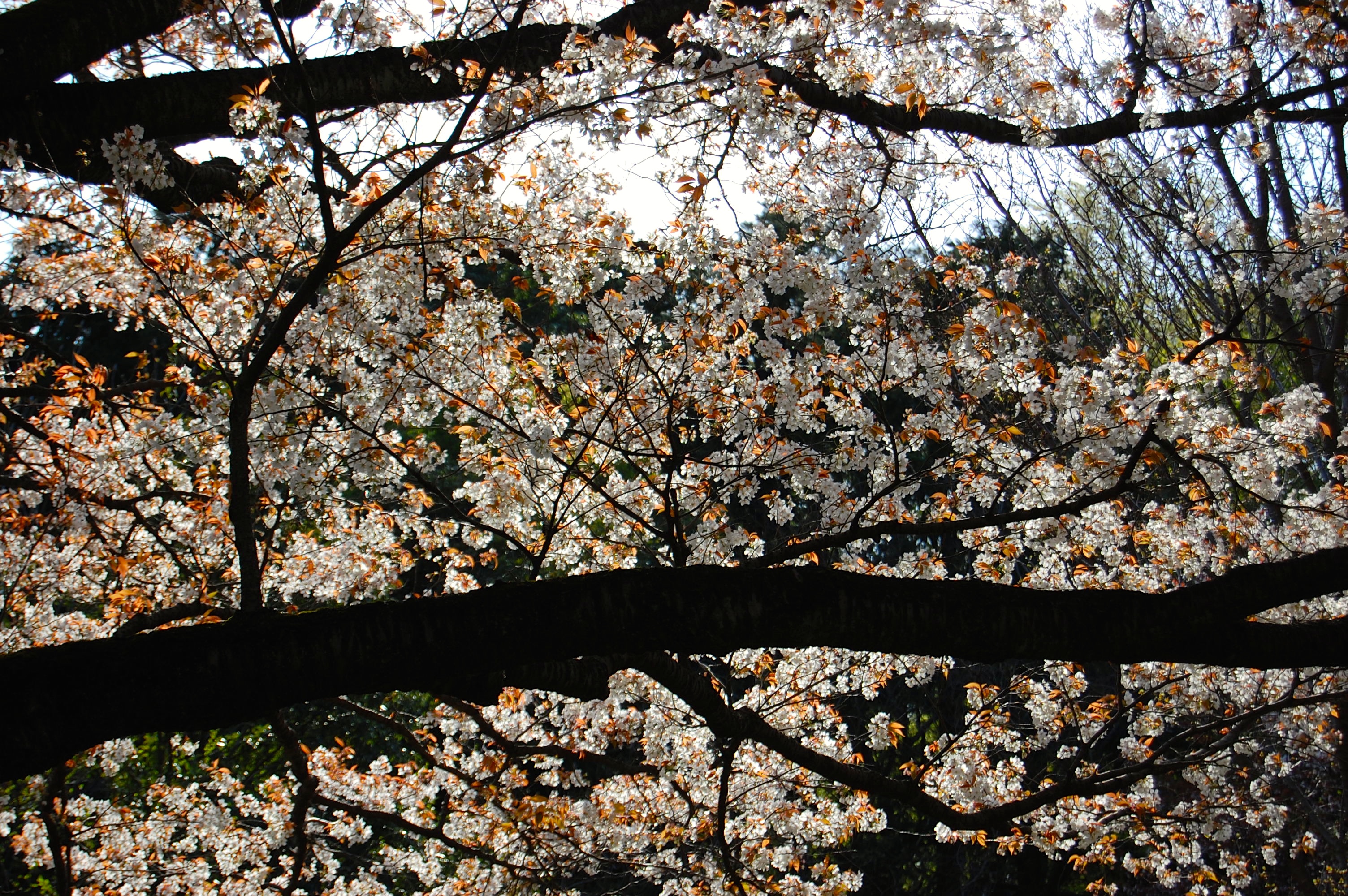 山桜を見に行こう～♪