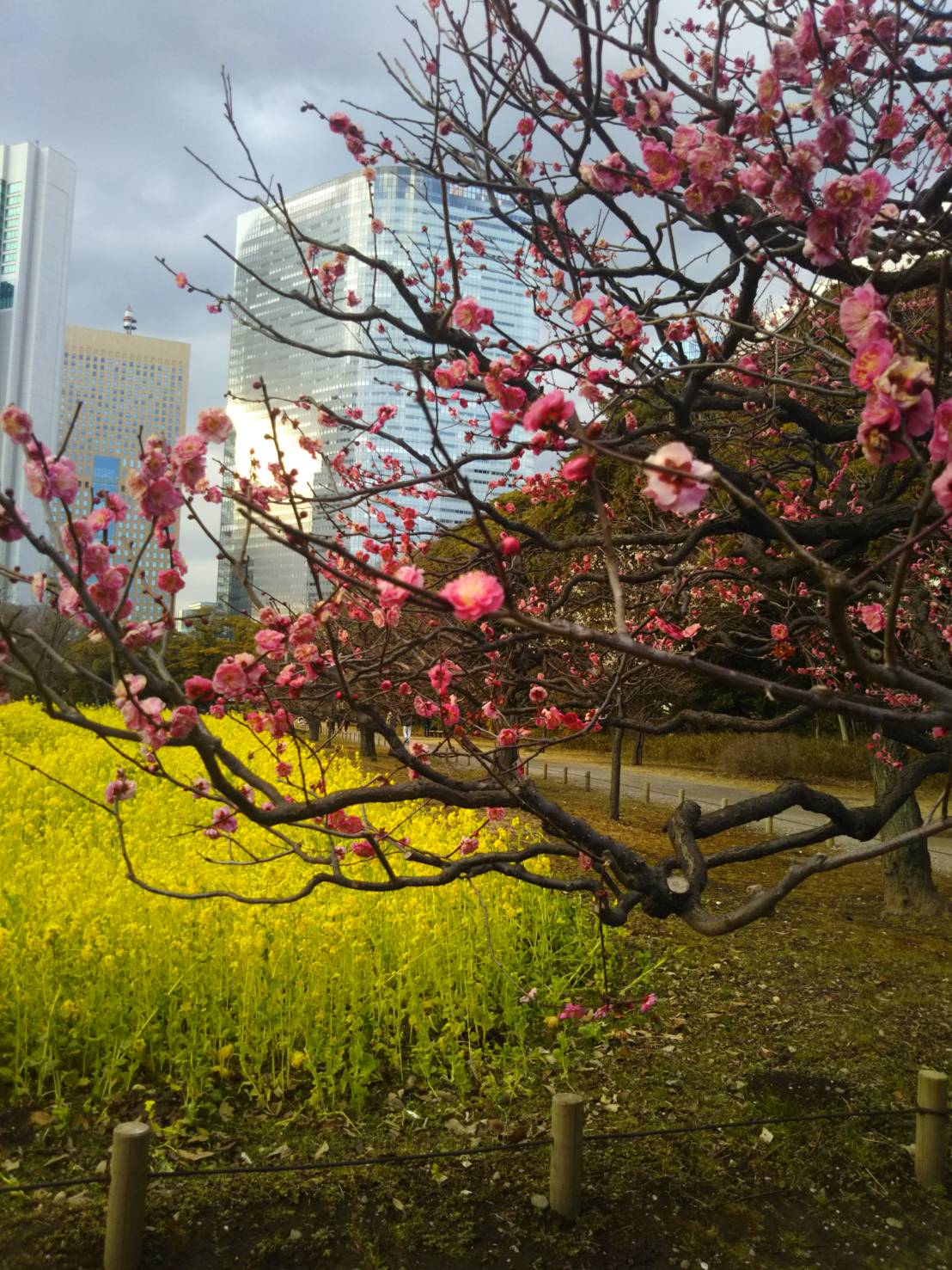 お茶と庭園