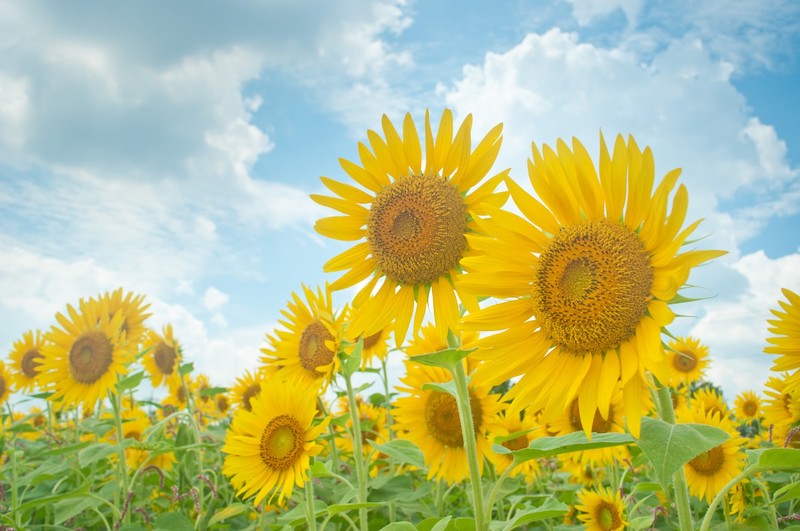 2018年8月11日〜16日　夏期休業のお知らせ