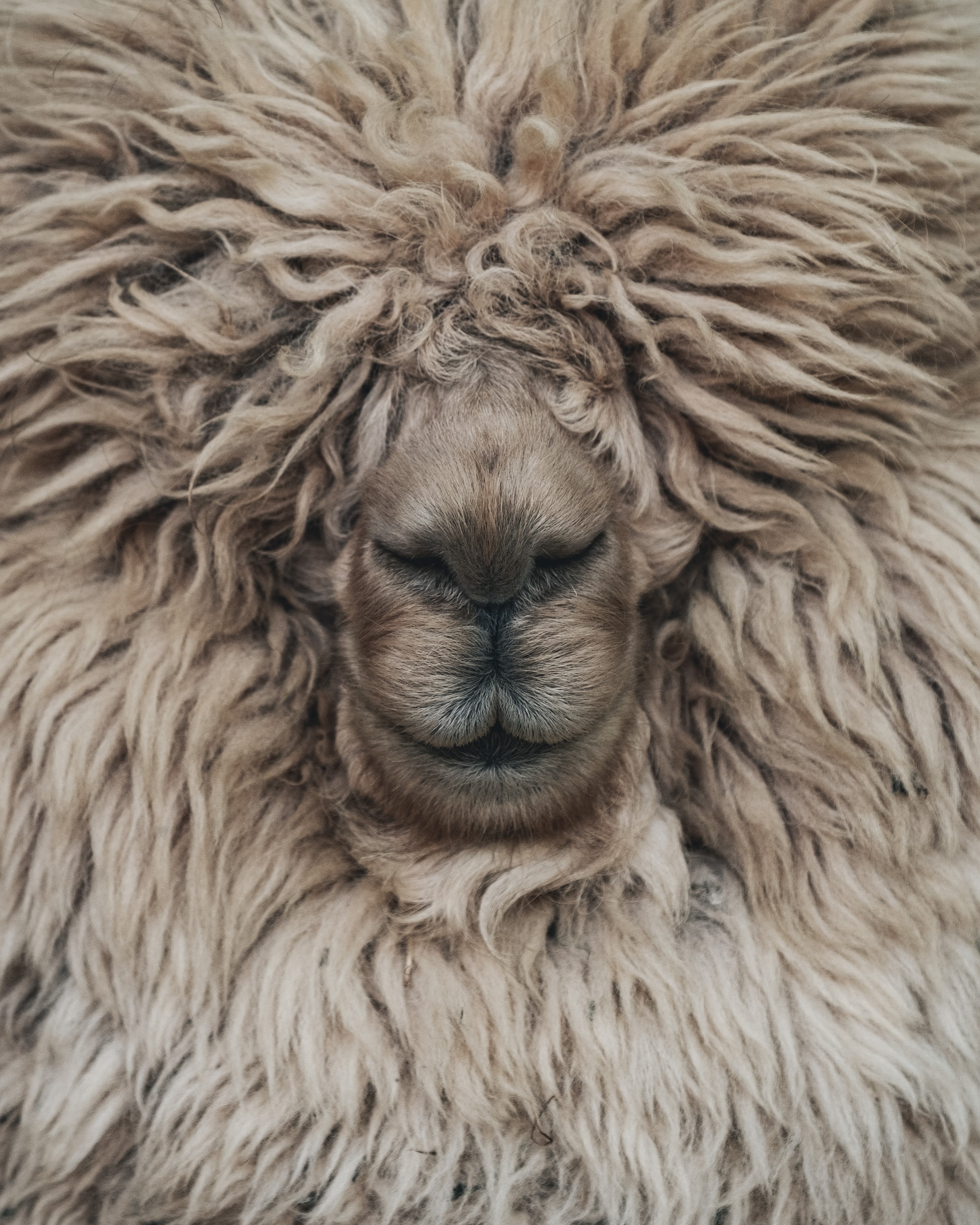 テキスタイルコラム-羊の祖先たち