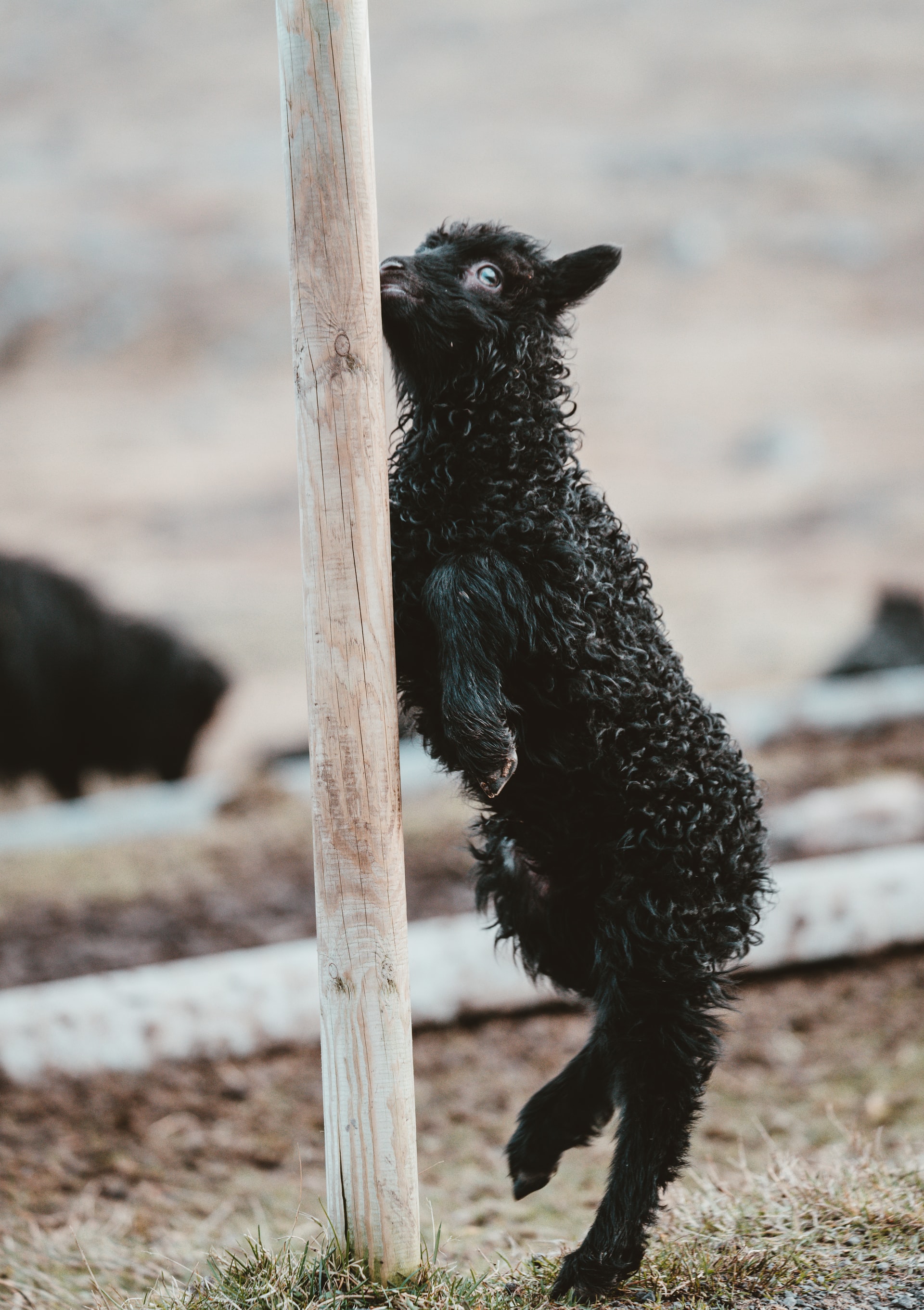 テキスタイルコラム-羊が牧畜に適していた6つの理由