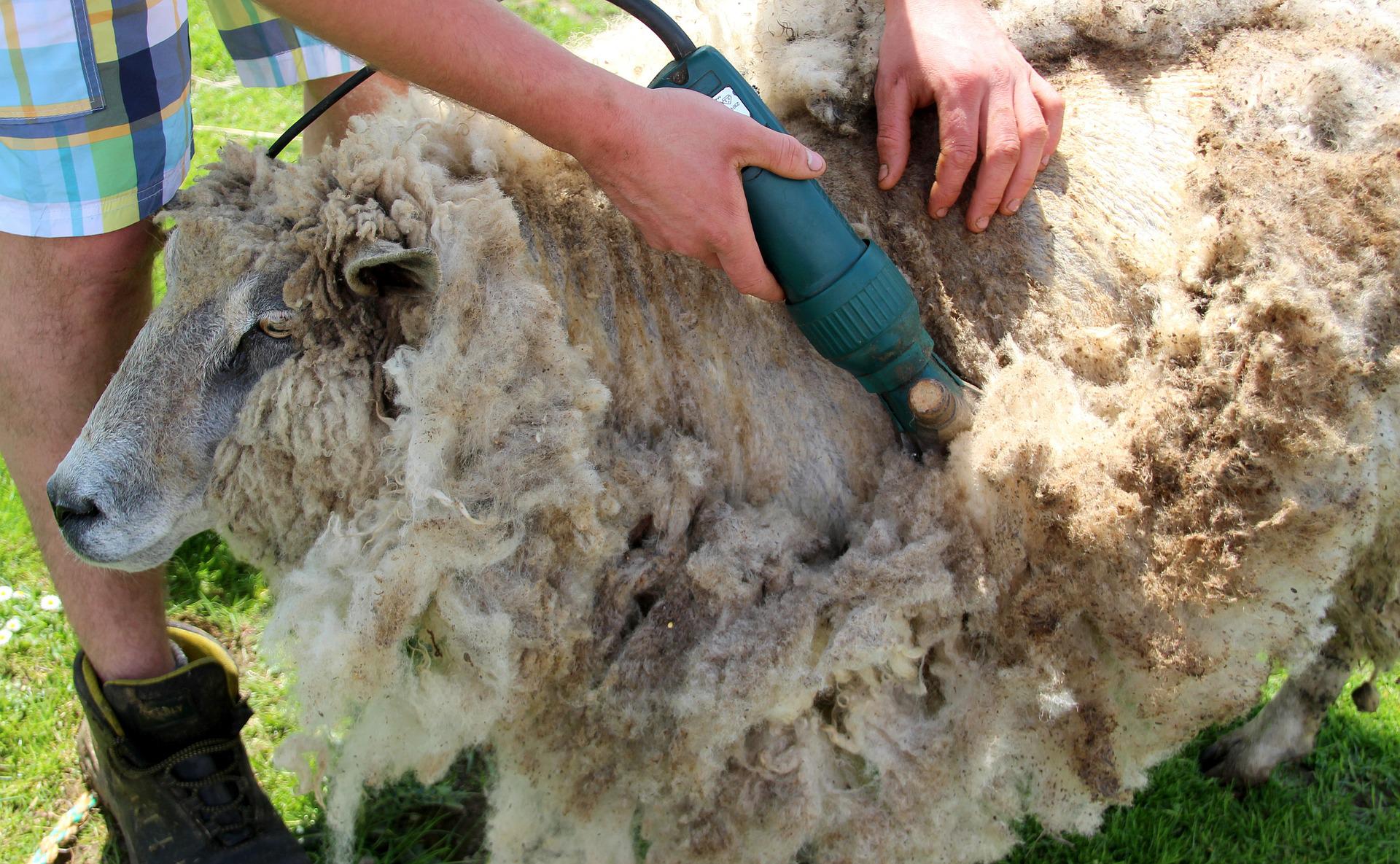 テキスタイルコラム-羊毛を効率的に収穫する方法